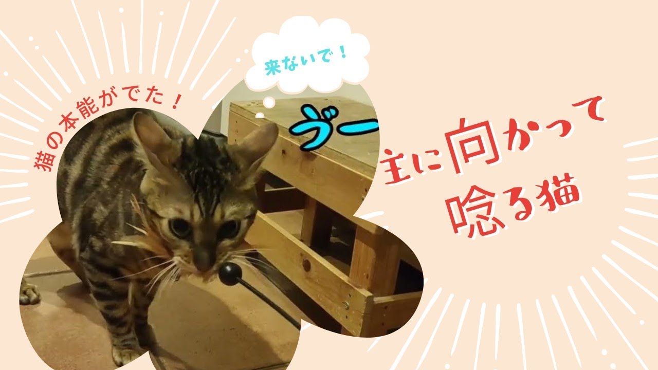【うなる猫】飼い主に唸りだした😱😣😭 - YouTube