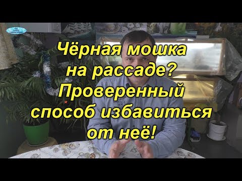 Как мы победили чёрную мошку на рассаде -проверенный и простой способ!