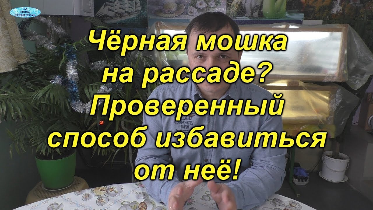 Как мы победили чёрную мошку на рассаде -проверенный и простой способ!