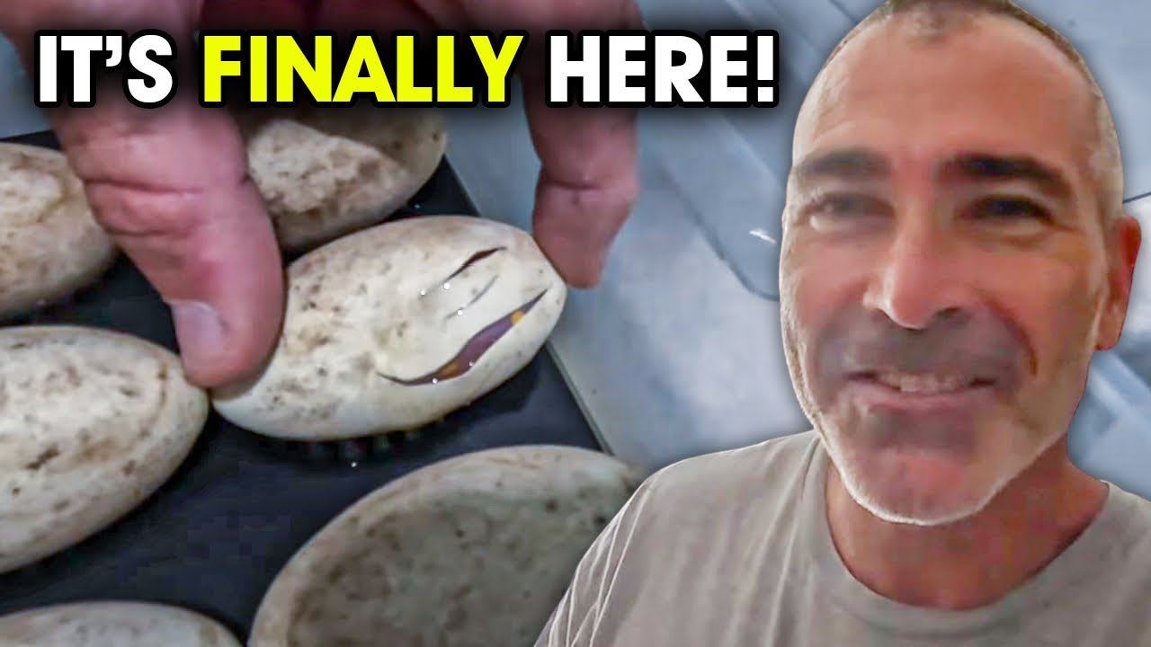 Our 1st T-Negative Albino Water Monitor Hatchling!