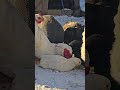 birds in the snow 😍 #callducks #birds #ducks #chicken #birdsofafeatherflocktogether