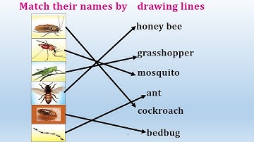 Lesson1 Introduction of animals |#cbse | #ncert  | #class2evs #CBSE #cbseclass2 #insects #ncertevs