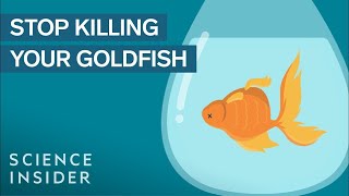 Ways to Keep Your Goldfish Alive  For 15 Years