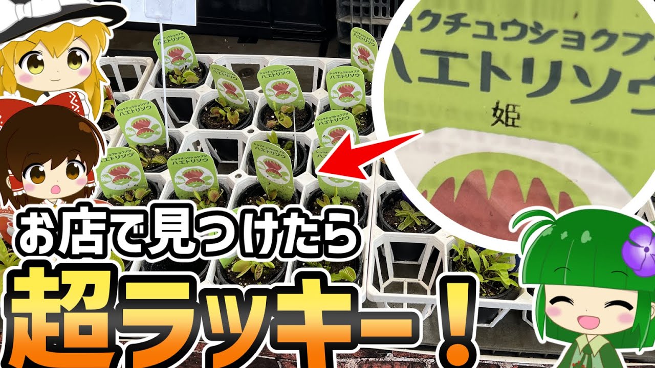 これを見つけたら超ラッキー！？ホームセンターで手に入る「ちょっと