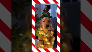 Funny dogs memes shorts funnychristmas funnydogsvideo christmasdecorations funnypets