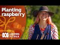 How to prepare your raspberry patch for summer | Gardening 101 | Gardening Australia