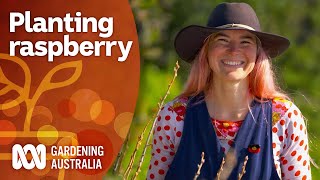 How to prepare your raspberry patch for summer | Gardening 101 | Gardening Australia
