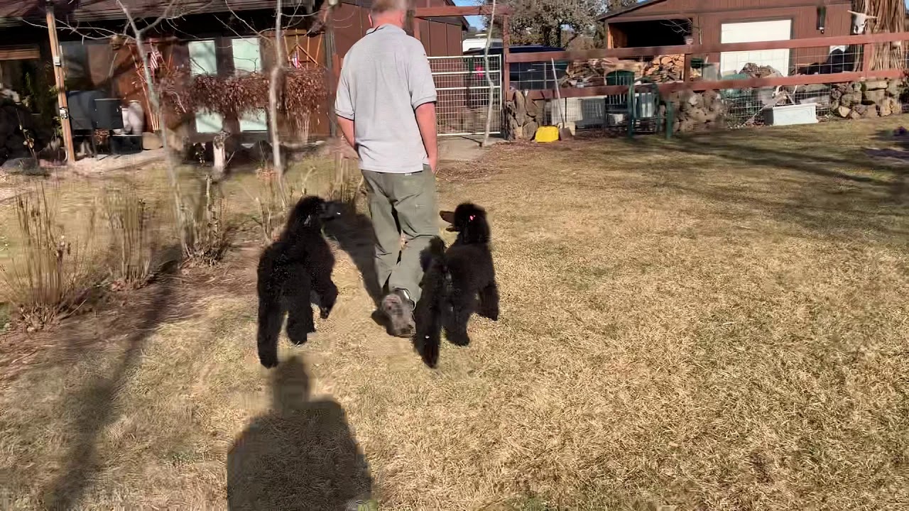 The Standard Poodle guard dogs 4 months old YouTube