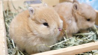 Baby rabbit grooming its owner and its own siblings.