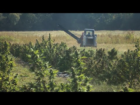 Mt. Vernon hemp farm utilizing one-of-a-kind machine to help themselves, other farmers