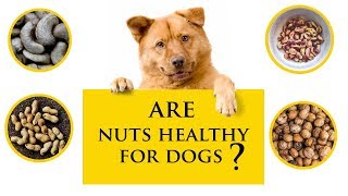 Can Dogs Eat Nuts | Is It Safe? by Stylinggo 31,668 views 6 years ago 6 minutes, 23 seconds