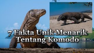 7 Fakta Unik & Menarik Tentang Komodo yang Wajib Diketahui