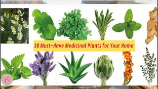 🌿 10 ESSENTIAL MEDICINAL PLANTS FOR YOUR HOME! 🏡