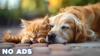 24 Hours Healing Dog & Cat Music 🐶 Soothing Sounds For Deep Relaxation And Sleep With Piano Sound