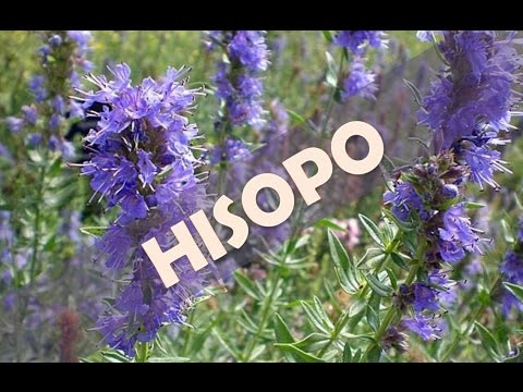 ☞ Hisopo - beneficios y propiedades de esta planta para la salud del cuerpo