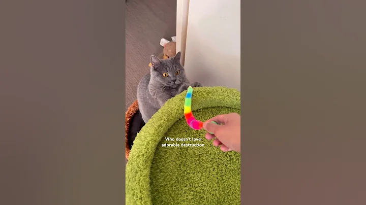 Video 11370341: british shorthair cat cutecat, shorthair kitten britishshorthair cat, british shorthair cat breed, british shorthair cute cat