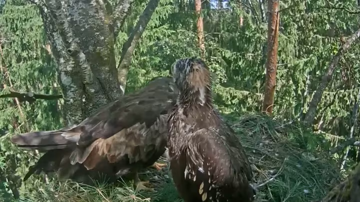 P399- Review mother birds brings food to feed her babies in their nest | baby birds life #birdslover