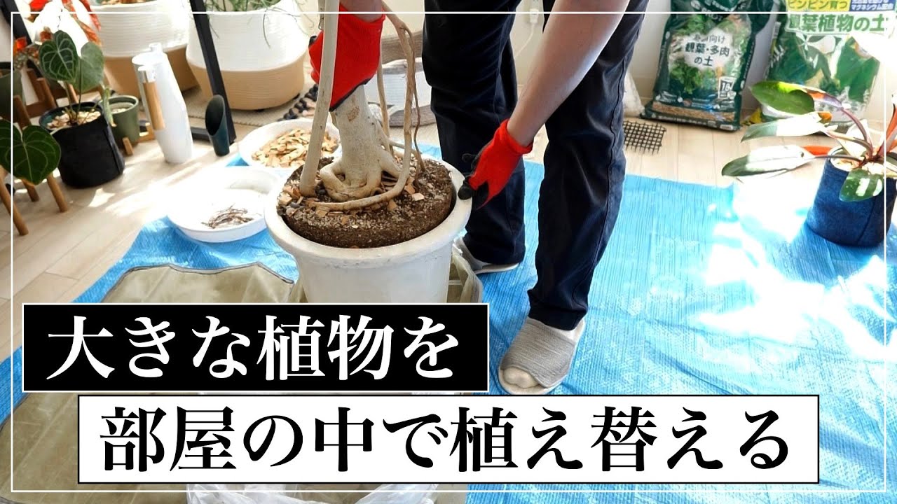 大きなベンガレンシスを部屋の中で植え替える｜vlog - YouTube