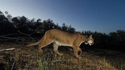 First mountain lion to die of mange had five different rat poison