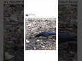 Visit Page For More Miracles Of Quran _Crows are more intelligent and smart than other animals