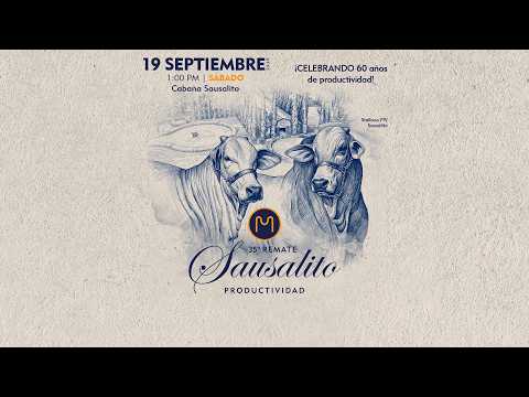 LOTE 15