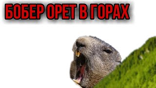 Бобер орет в горах