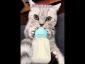 沈浸式看貓喝奶#happy #daily #cat #drinkingmilk #貓喝奶