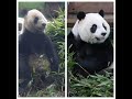 20200817 團團圓仔同定格 父女緣盡情難捨(永懷團團之419) Giant Panda Tuan Tuan &amp; Yuan Zai