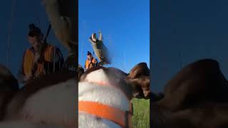 Point flush and shot on Stella cam! #pointer #birddog #dogshorts #dogs #shorts #doglife #dogcamera