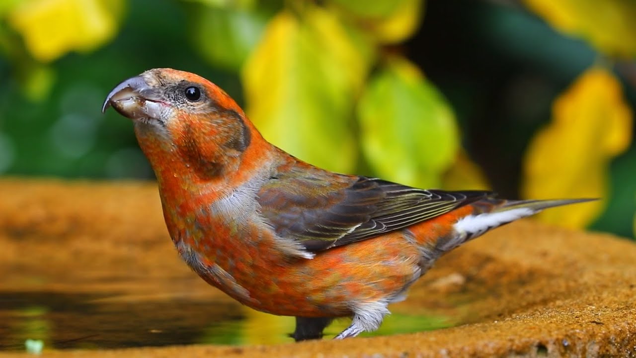 Autumn British Birds Bathing