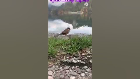 *{ وَانشَقَّتِ السَّمَاءُ فَهِيَ يَوْمَئِذٍ وَاهِيَةٌ } تلاوة مؤثرة جداً للقارئ عبدالباسط عبدالصمد.