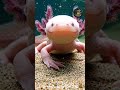Este animal puede regenerar su cerebro y nadie sabe cómo