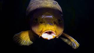 Beautiful Koi Ponds By Hanako Koi Ponds