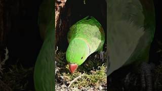Amazing Parrot Nest Build 🤯 #shorts #tranding #parrot #nest #birdzone4k