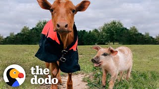 Baby Cow Adopts A Tiny Orphaned Piglet | The Dodo