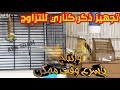 تجهيز ذكر كناري للتزاوج بأسرع وقت ممكن