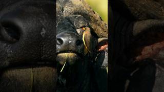 Known for their unpredictable temperament. Afican buffalo #buffalo #africa #youtubehighfive