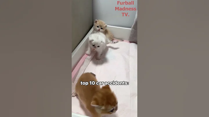 Funny Animals Videos 🤣 | Ep. 267 #shorts #viral #funny