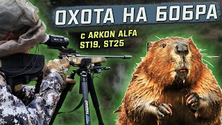 Охота на бобра в Ярославской области с Arkon Alfa ST19, ST25. Регулирование численности.