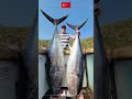 Рыболовные туры на голубого тунца в Турции.