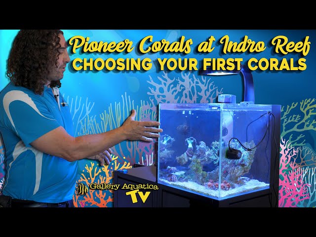 Pioneer Corals at Indro Reef, Choosing your first corals class=