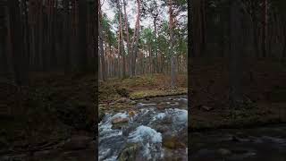 tenangkan pikiran #alam #instrumentalmusic #ambientnotes #instrumental #instrumental #relaxingmusic