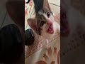 Cutest baby kitten Meowing to talk #short