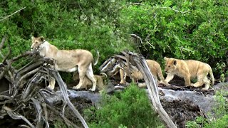 Mother Lion And Her Cubs At The Ruaha National Park | Animals | Wildlife | Wild Animals | Lion