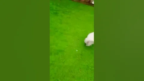 My stupid dog