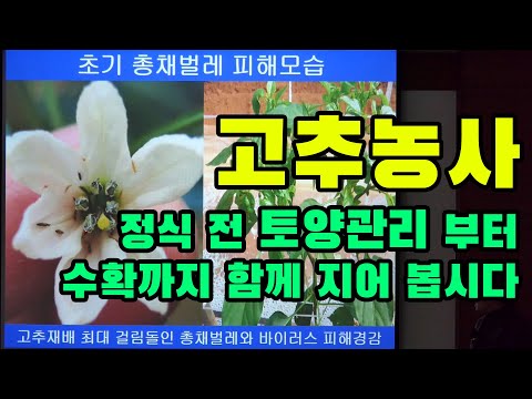 고추농사 정식 전 토양관리 부터 수확까지 함께 지어 봅시다