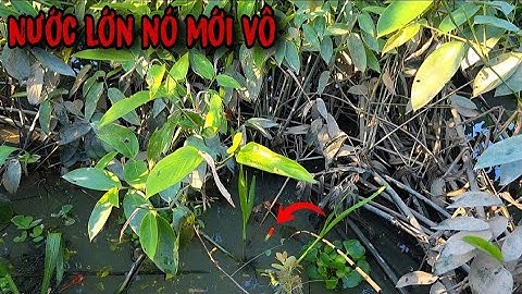 Tập 194 - Câu Cá Rô Đồng Mùa Nước Rút Cá Bắt Đầu Ăn Mạnh Khi Nước Vừa Lớn