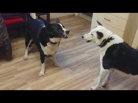 Let&rsquo;s play! Karelian bear dog and west siberian laika