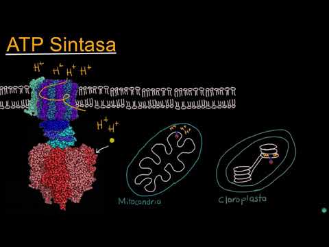 Video: ¿Dónde se encuentra la atpasa en las mitocondrias?