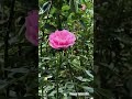 Rose 🌹 #odisha #odia #shorts #ytshorts #youtubeshorts #love #song